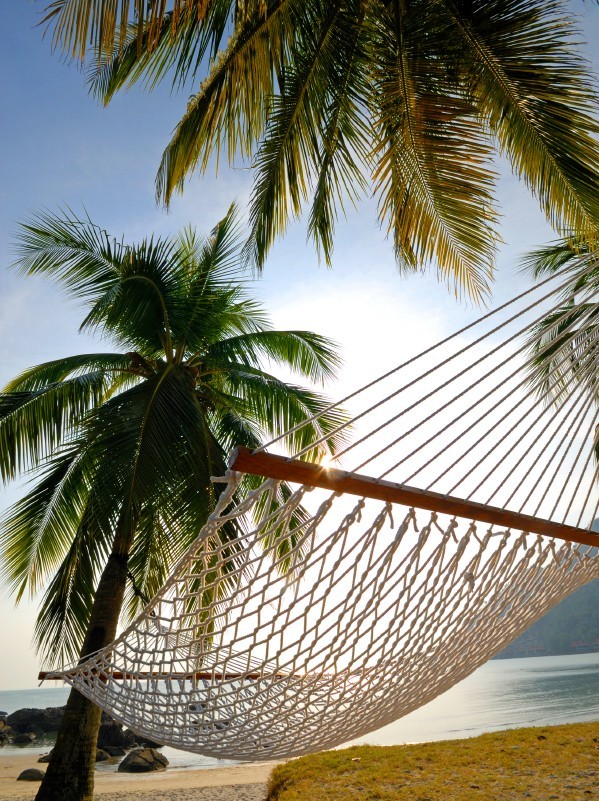 hammock-palm