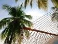 hammock-palm
